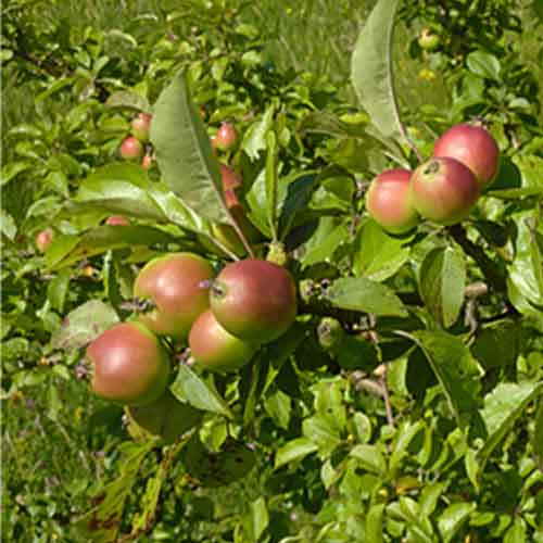 Southern Crabapple