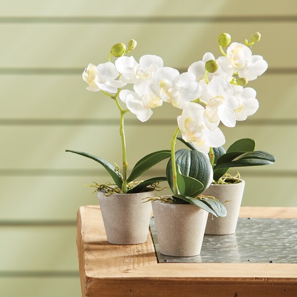 Mini Phalaenopsis 9 Potted，Set Of 12