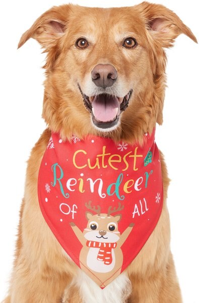 Frisco Cutest Reindeer of All Dog and Cat Bandana