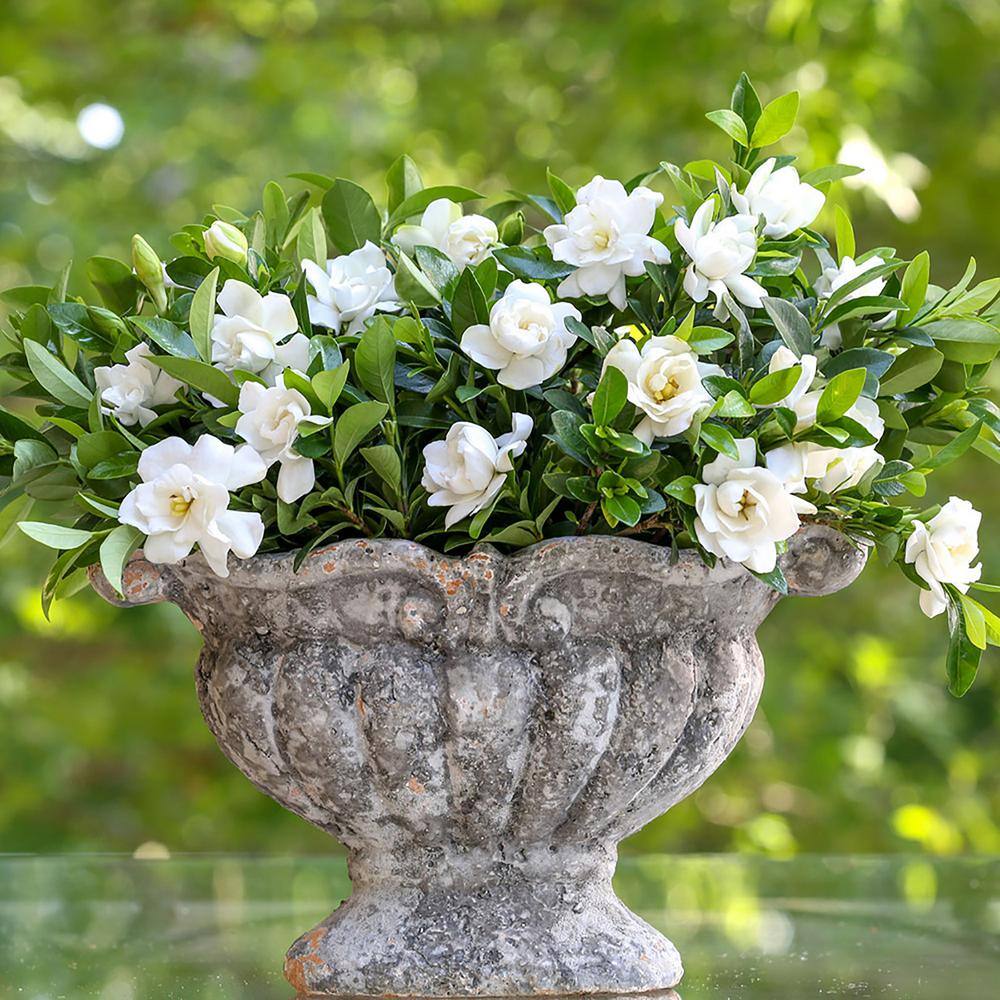 Southern Living 2 Gal. Jubilation Gardenia Shrub with Fragrant White Flowers 14424
