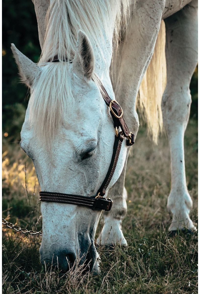 Weaver Leather Oiled Canyon Rose Track Horse Halter