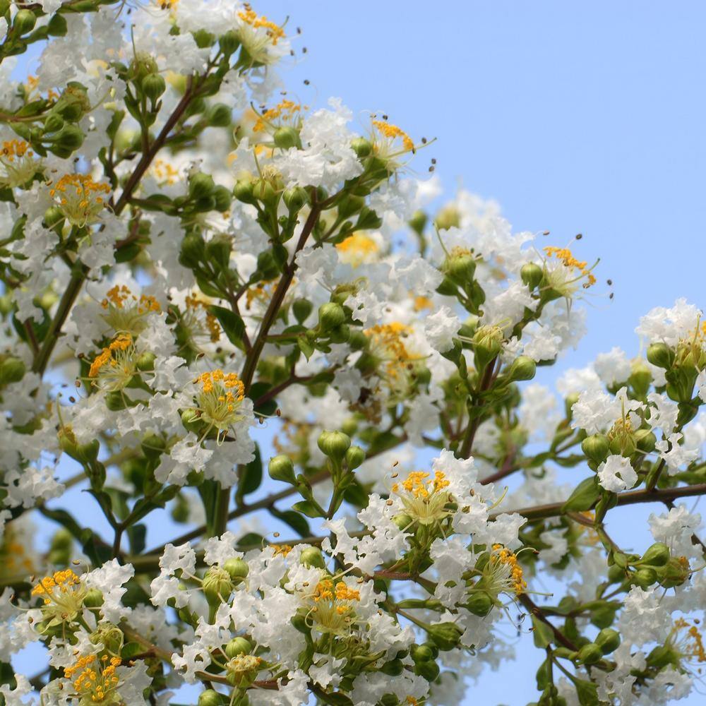 national PLANT NETWORK 3 gal. Crape Myrtle Natchez Shrub with White Flowers HD1832