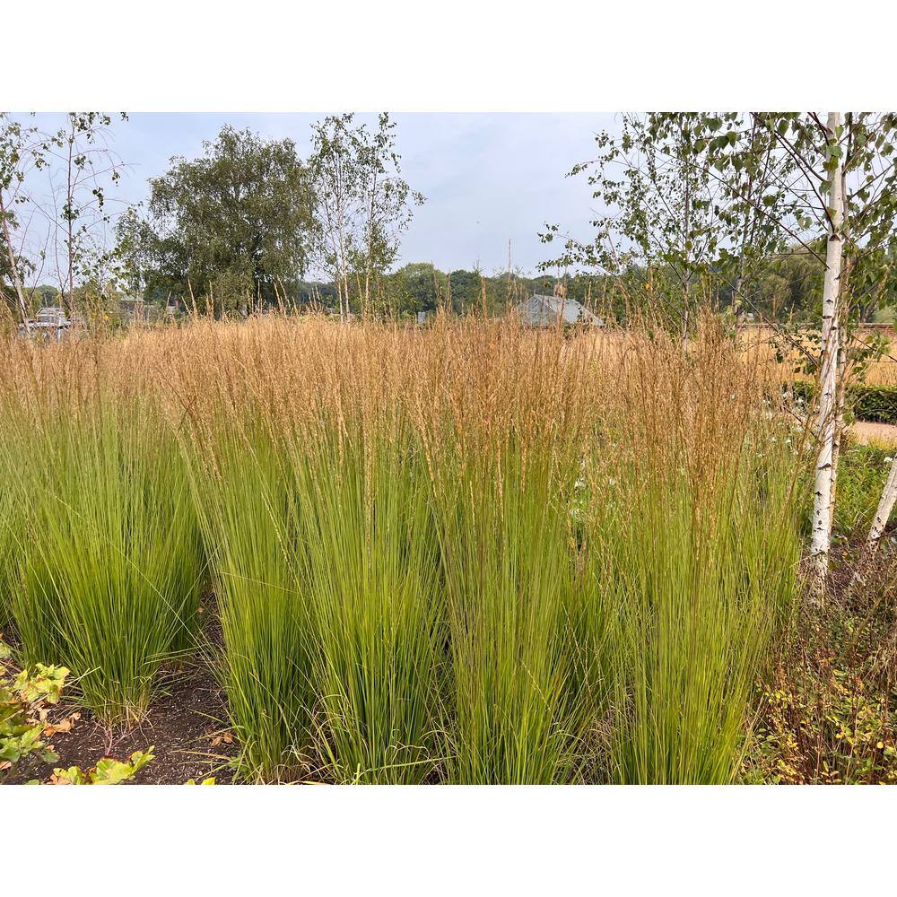 Online Orchards 1 Gal. Karl Foerster Feather Reed Grass GROR016
