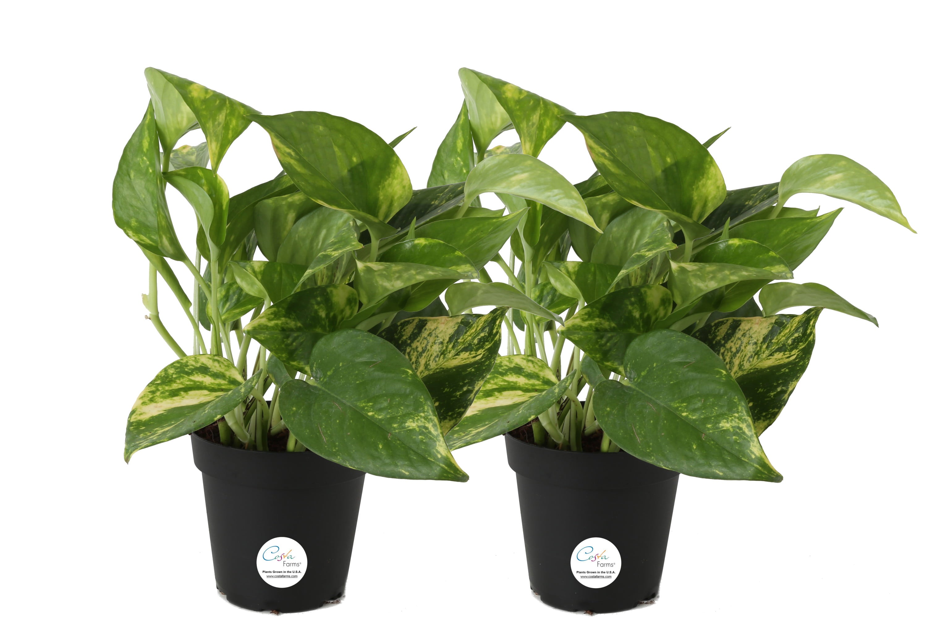 Costa Farms  Live Indoor 8in. Tall Green Devil's Ivy Pothos; Medium， Indirect Light Plant in 4in. Grower Pot， 2-Pack