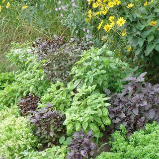 Bonnie Plants 2.32 qt. Sweet Basil Herb Plant 5010