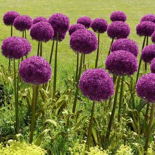 national PLANT NETWORK Color Collection Multi-Colored Allium Bulbs (25-Pack) HD7542