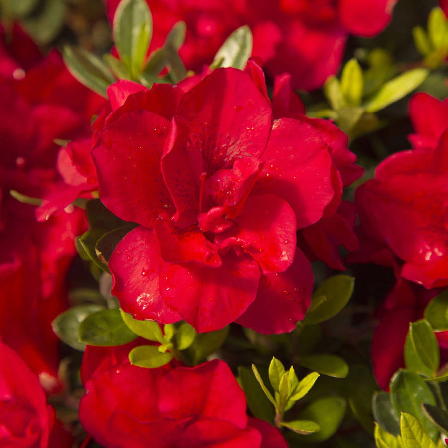 Encore Azalea Autumn Bonfire (1 Gallon) Red Flowering Shrub - Full Sun Live Outdoor Plant