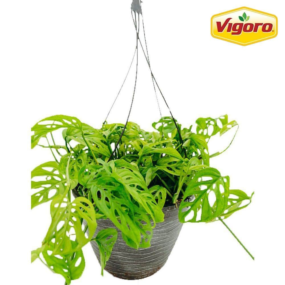 Vigoro 12 in. Tropical Foliage Swiss Cheese Monstera Adansonii Plant in Hanging Basket 88444