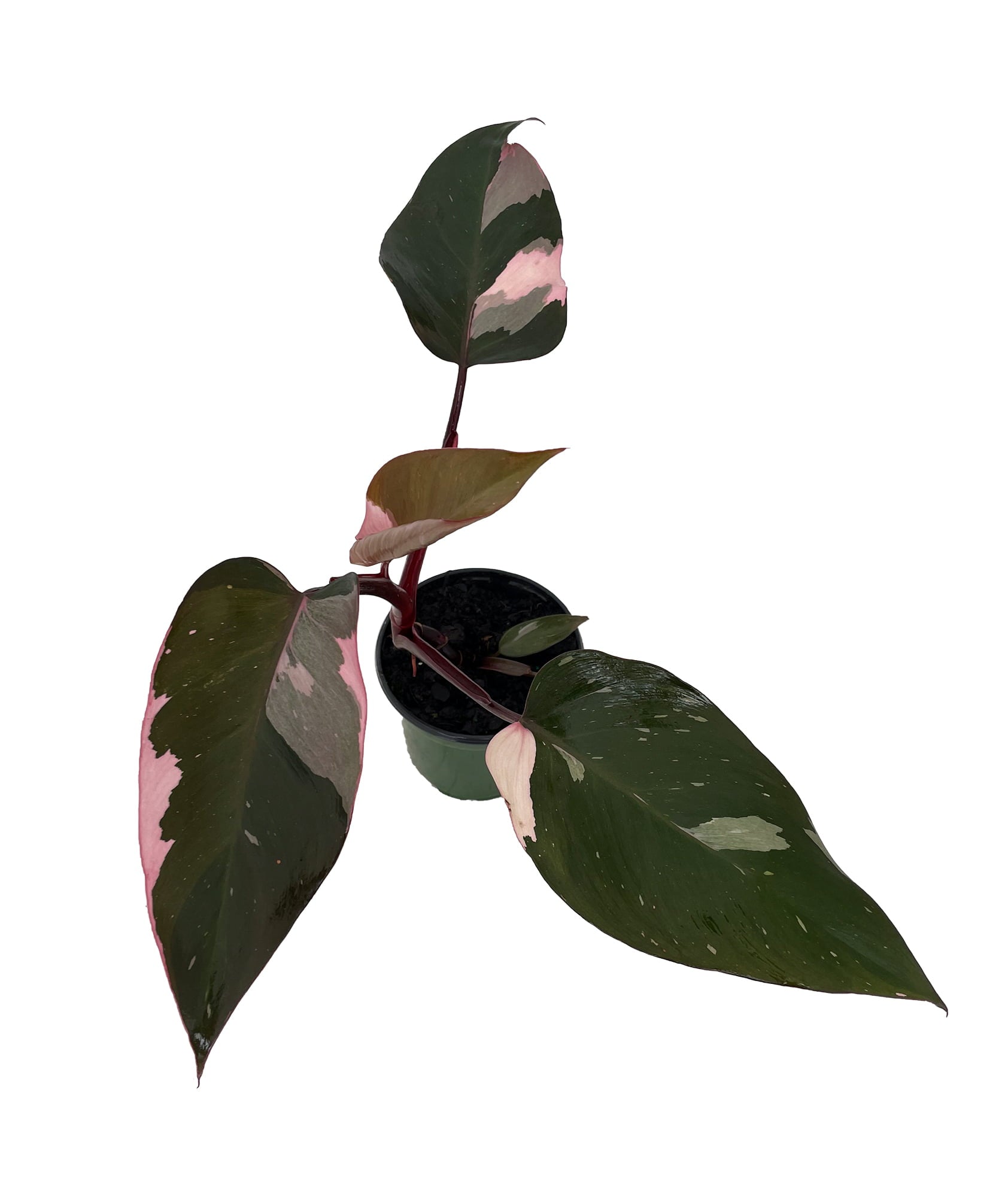 Rare Pink Princess Philodendron - 4