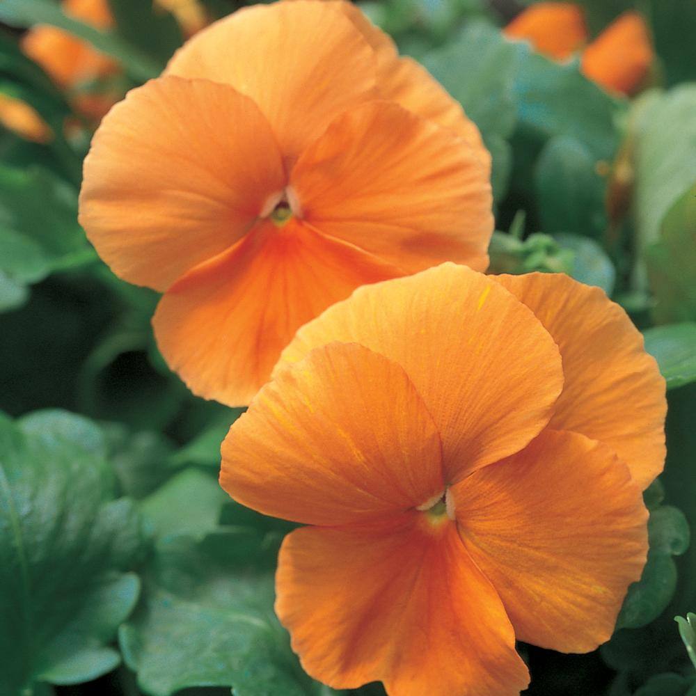 1 Gal. Orange Pansy Plant 9053