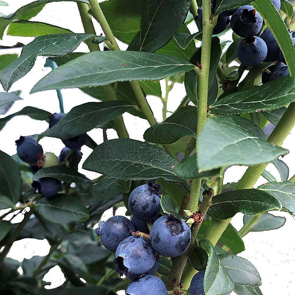 2.5 qt. Legacy Blueberry Plant with Flavorful Sweet Berries 19612
