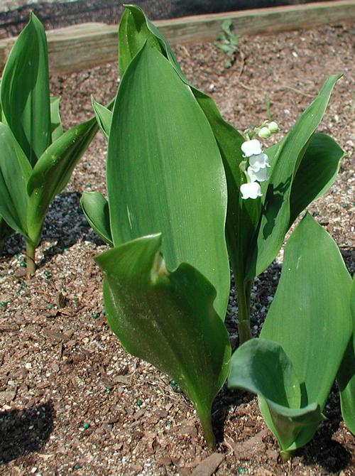 Convallaria Majalis