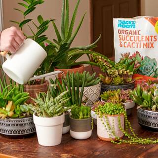 Back to the Roots 6-Quart Organic Succulent Mix Soil (8-pack) 47019
