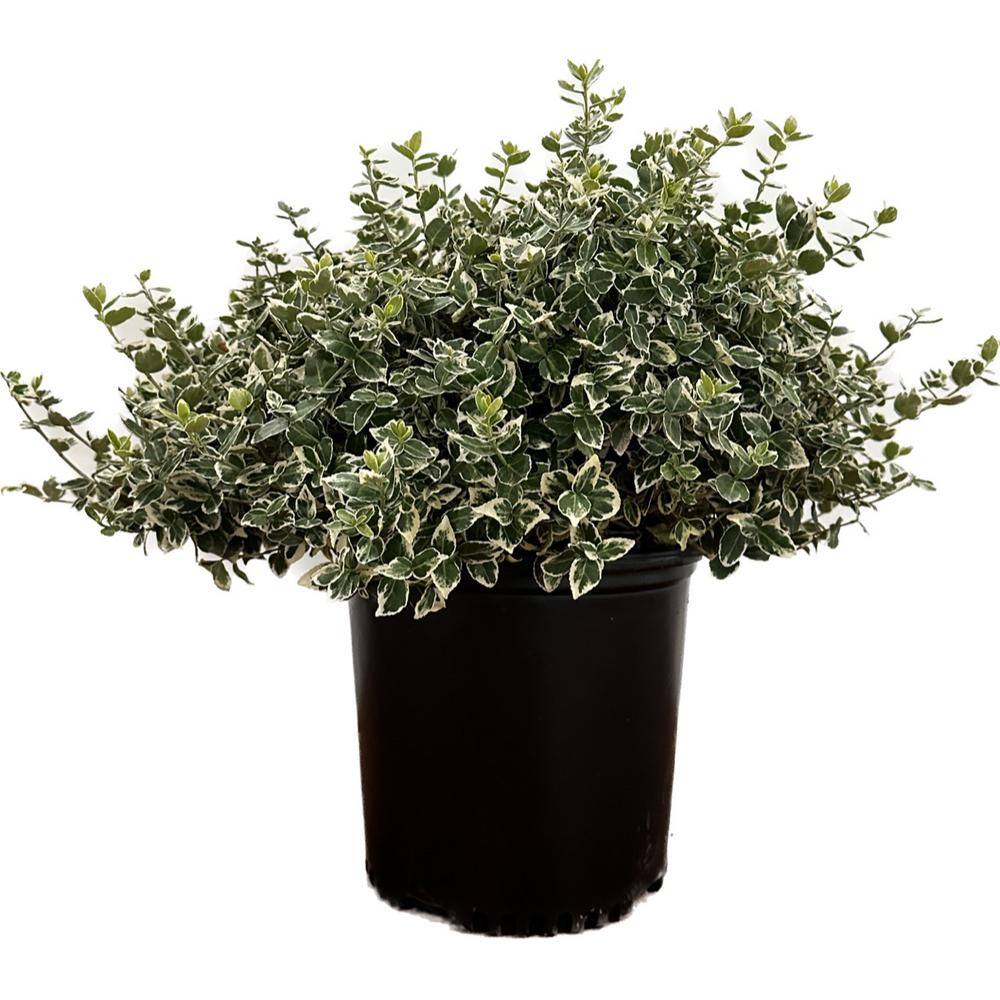 2.25 Gal. Emerald Gaiety Euonymus Live Shrub with Green and White Folliage 1000043347