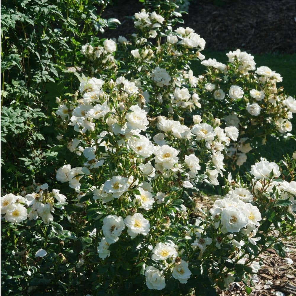 PROVEN WINNERS 4.5 in. qt. Oso Easy Ice Bay Rose (Rosa) with White Flowers ROSPRC1157800