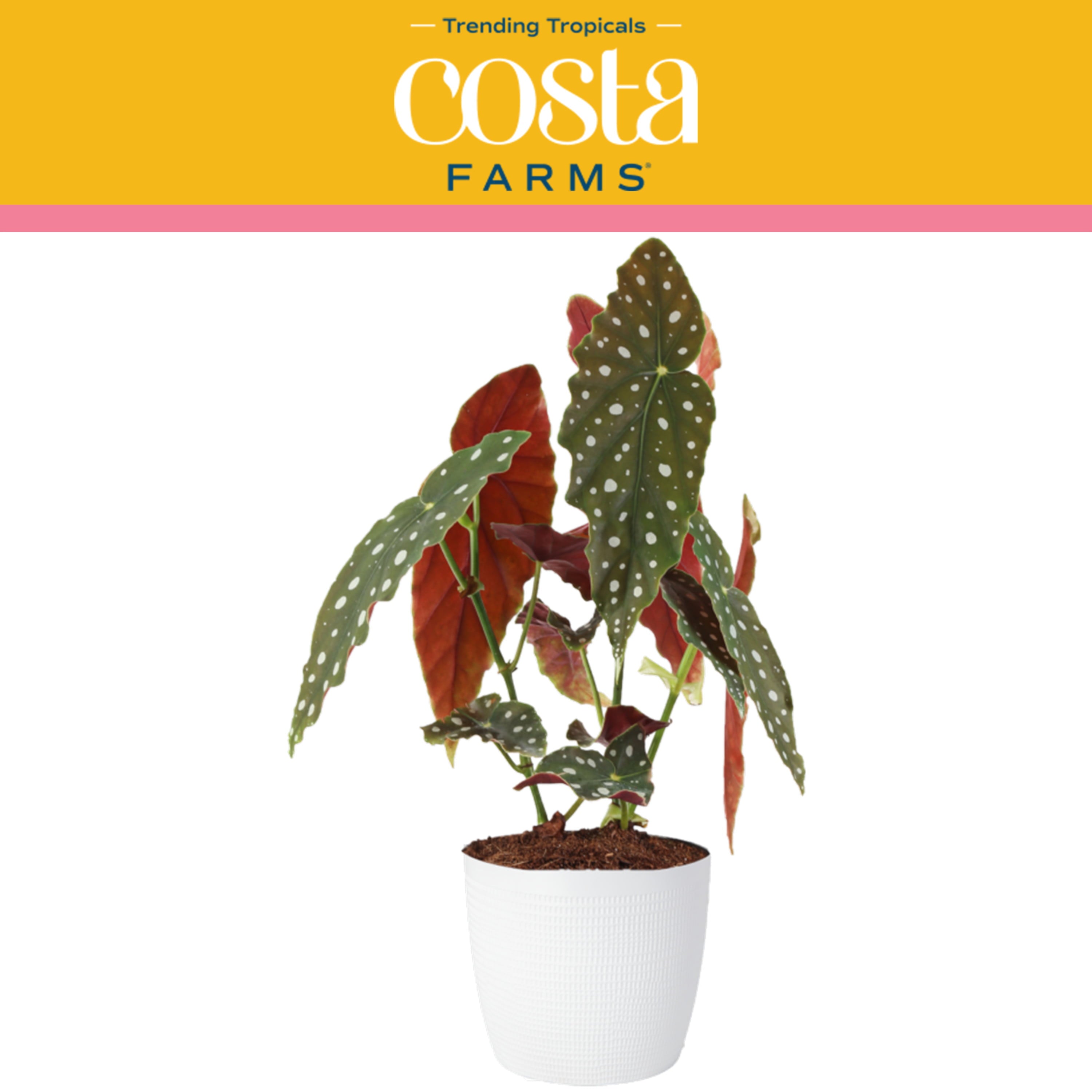 Costa Farms Trending Tropicals Live Indoor 15in. Tall Multi-color Polka Dot Plant; Bright， Indirect Sunlight Plant in 6in. Ceramic Planter