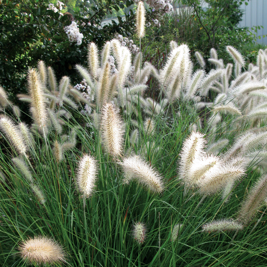 Pennisetum 'Cassian'