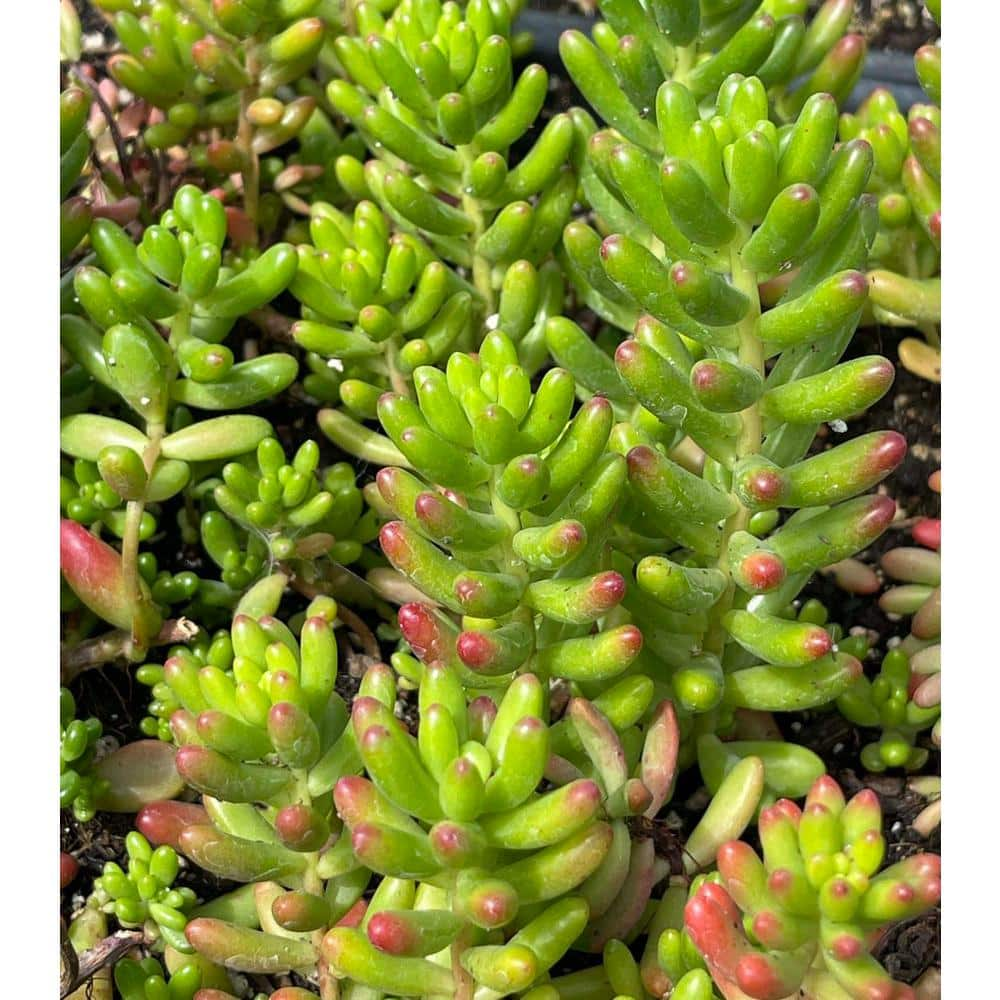 Zeus  Ruta Sedum Rubrotinctum Drought Tolerent Pet-Safe Spreading in Pots (1-Pack) W1012-SR1