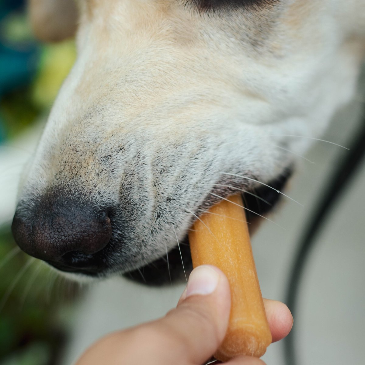 Himalayan Pet Supply Sweet Potato Churro Dental Dog Treats， 16-oz tub