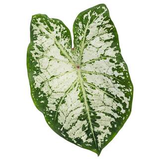 PROVEN WINNERS 1 qt. Caladium 'Snow Flurry' Annual Live Plant White and Green Foliage (4-Pack) PWCDM1SFW4PK