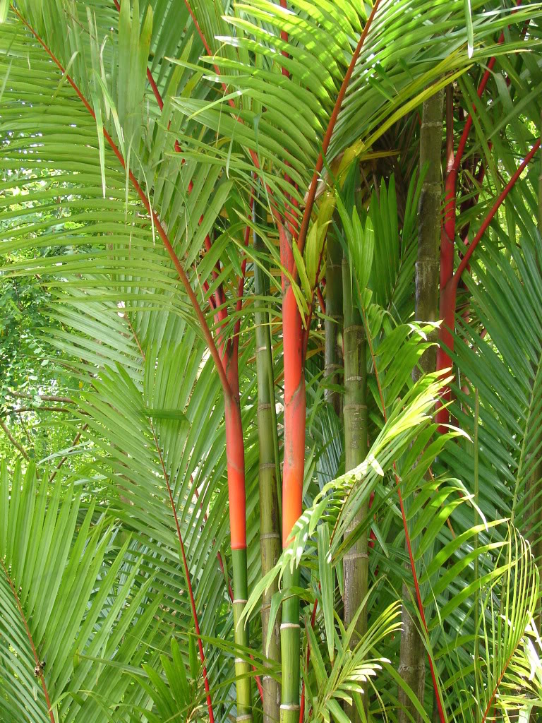 Wekiva Foliage - Red Lipstick Sealing Wax Palm - Live Plant in a 3 Gallon Growers Pot - Cyrtostachys Renda - Extremely Rare Ornamental Palms of Florida