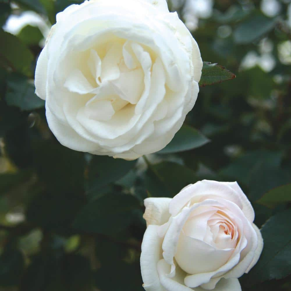 BLOOMABLES 2 Qt. Bloomables Pearlescent with Rose Bush with Pure White Flowers in Stadium Pot 84603