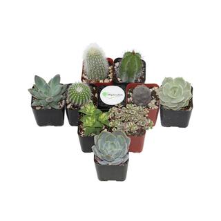 Shop Succulents 2 in. Cactus and Succulent (Collection of 9) CS9