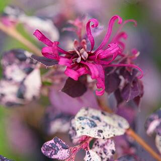 PROVEN WINNERS 2 Gal. Jazz Hands Loropetalum Shrub with Pink Flowers 14053