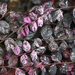 PROVEN WINNERS 2 Gal. Jazz Hands Loropetalum Shrub with Pink Flowers 14053