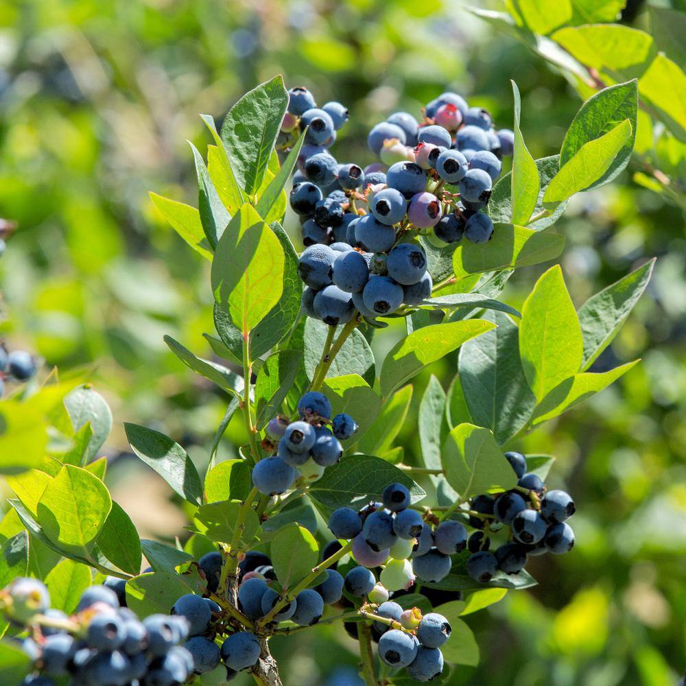 national PLANT NETWORK 2.25 Gal. Sunshine Blue Blueberry Plant HD7067