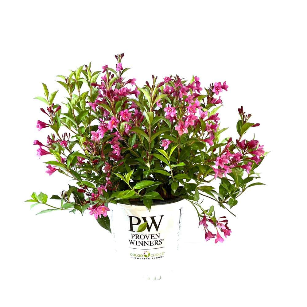 PROVEN WINNERS 2 Gal. Sonic Bloom Pink Weigela Live Shrub with Hot Pink Reblooming Flowers O91212W