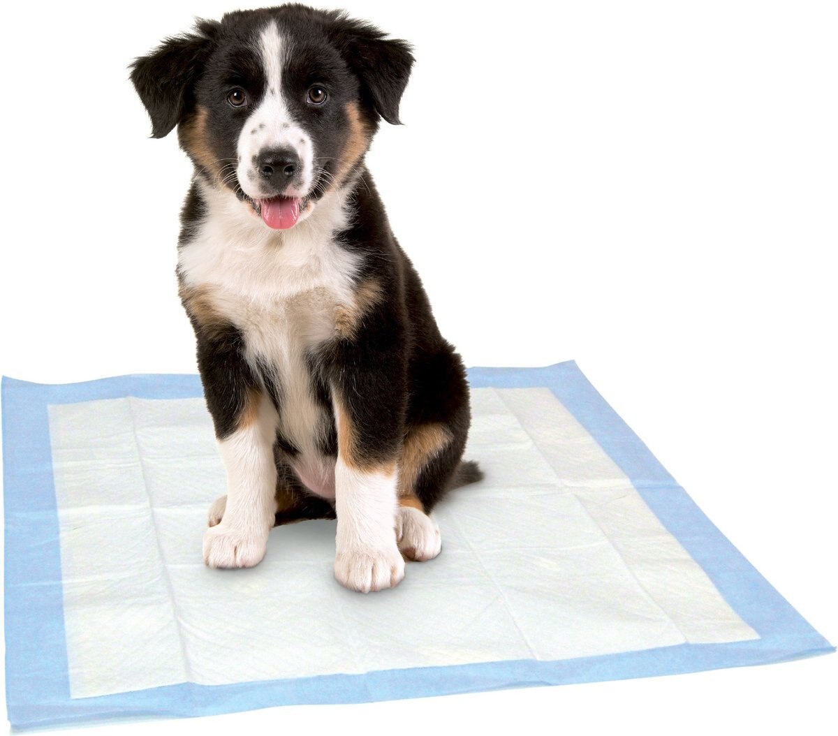 Dr. Pol 22x22-in Dog Training Pad， 100 count