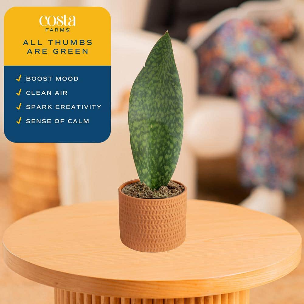 Costa Farms Whalefin Sansevieria Snake Plant in 6 in. Decor Planter Avg. Shipping Height 11 in. to 23 in. M-WSS-P-STO-01