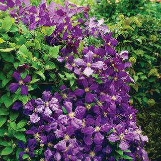 VAN ZYVERDEN Clematis Jackmanii Plant (Set of 1 Plant) 830581