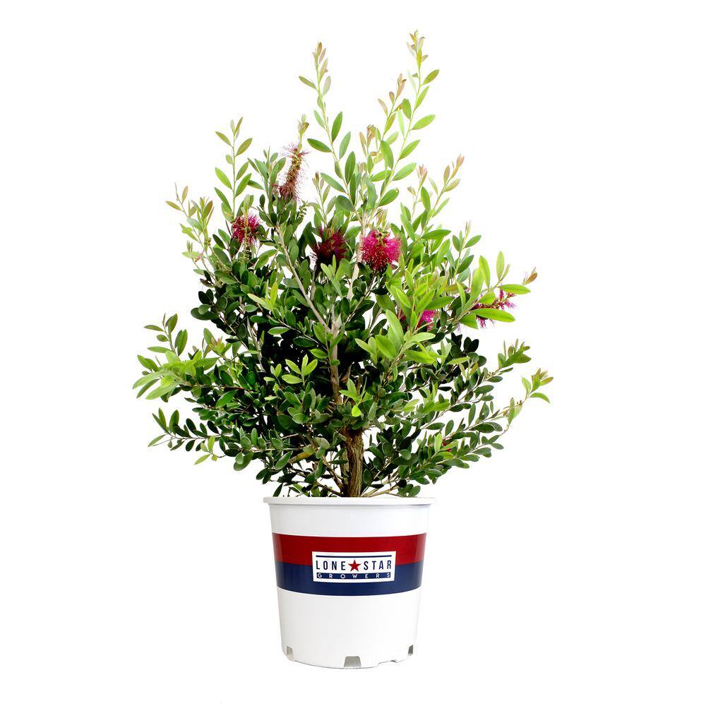 ALTMAN PLANTS Lone Star Growers 8 Qt. Bottlebrush Shrub (Callistemon Neon Pink Bottle Pop) Pink Blooms 0872603