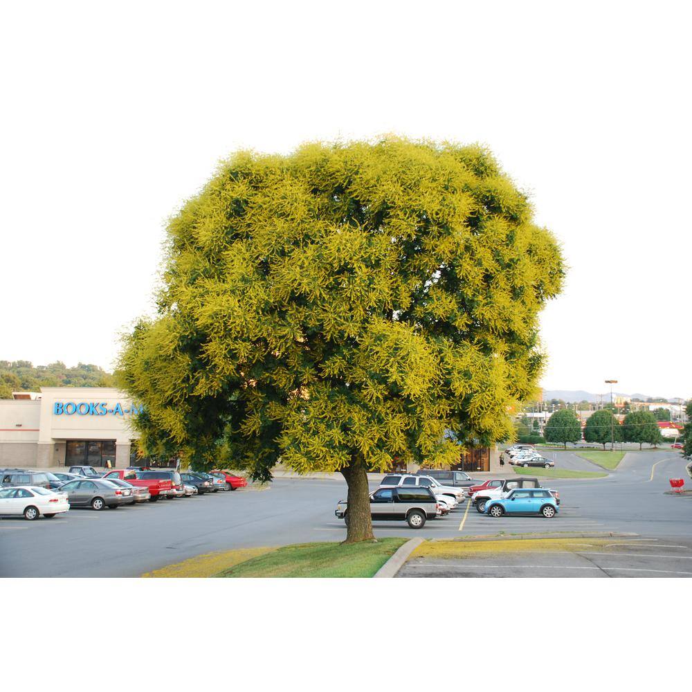 Wekiva Foliage 3 Gal. Golden Rain Tree Live Plant in a Pot Koelreuteria Paniculata Beautiful Flowering Tree Patio Garden 2P-HHSB-0J4R