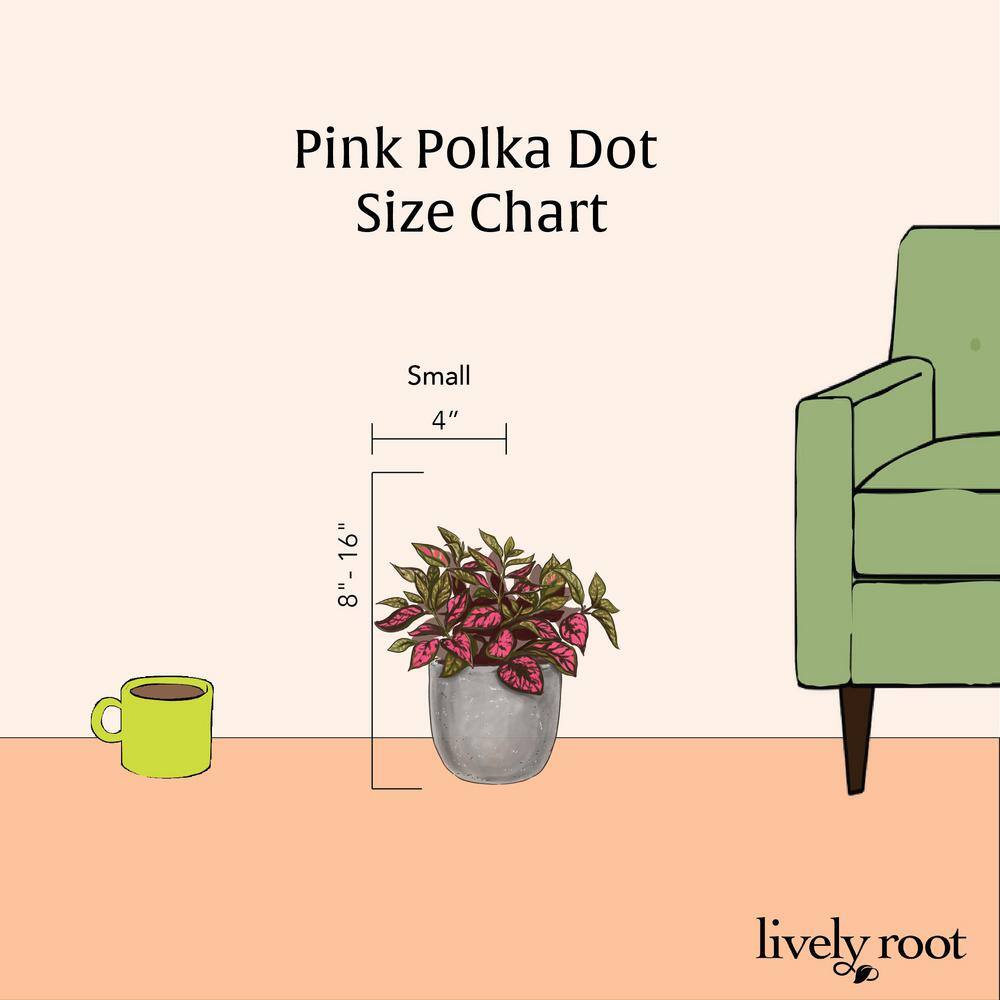 LIVELY ROOT 4 in. Pink Polka Dot Plant (Hypoestes Phyllostachya) Plant in Grower Pot LFPNKDT