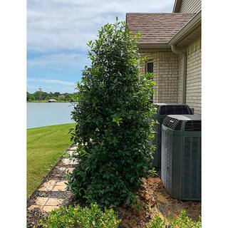 7 Gal. Eagleston Holly Evergreen Tree HOLEAG07G