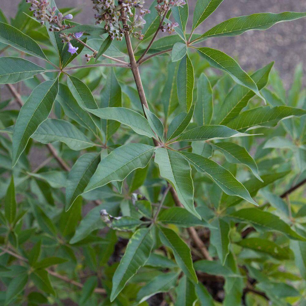 FLOWERWOOD 2.5 Gal - Shoal Creek Chaste Tree Vitex with Fragrant Purple Flower Clusters 57463FL