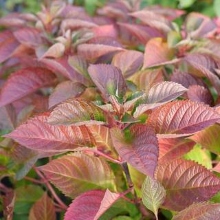 PROVEN WINNERS 4.5 in. qt. Let's Dance Lovable Bigleaf Hydrangea (Macrophylla) with Pink Purple and Blue Flowers HYDPRC2577800