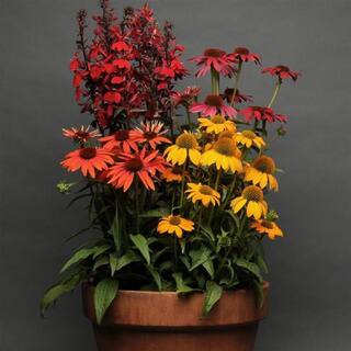 BELL NURSERY 3 Gal. Cheyenne Spirit Echinacea Live Perennial Plant (1-Pack) CNFLW3CHE1PK