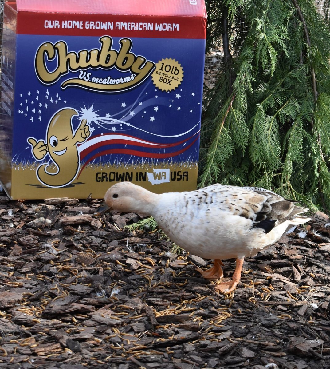 Chubby Mealworms Dried Mealworms Non-GMO Chicken Treats