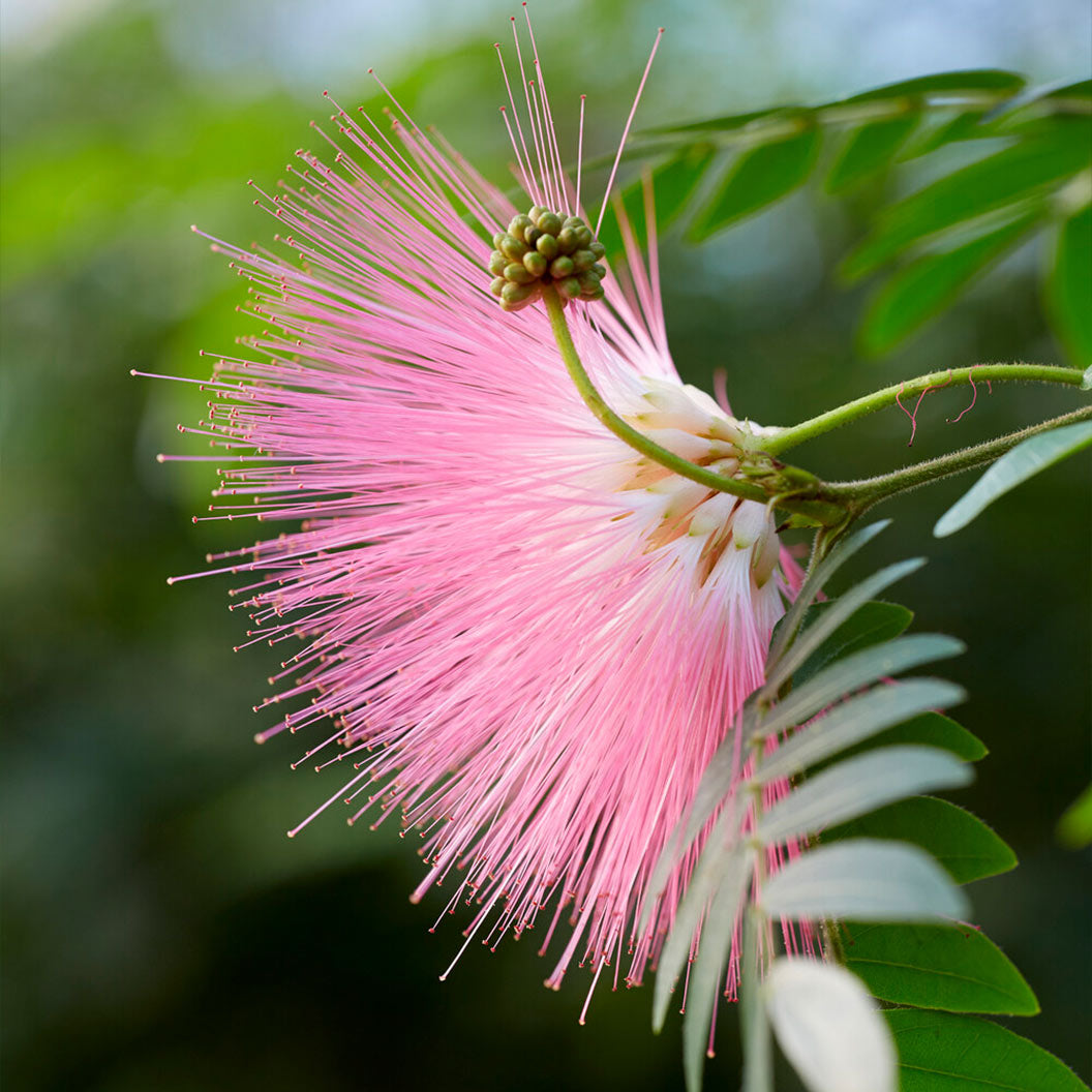 Pink Powder Puff