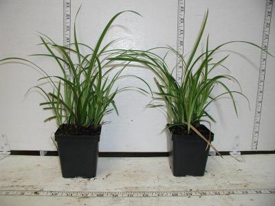 Classy Groundcovers - Sedge 'Ice Dance' Japanese Variegated Sedge， Frosted Sedge， Rush {25 Pots - 3 1/2 inch Square}