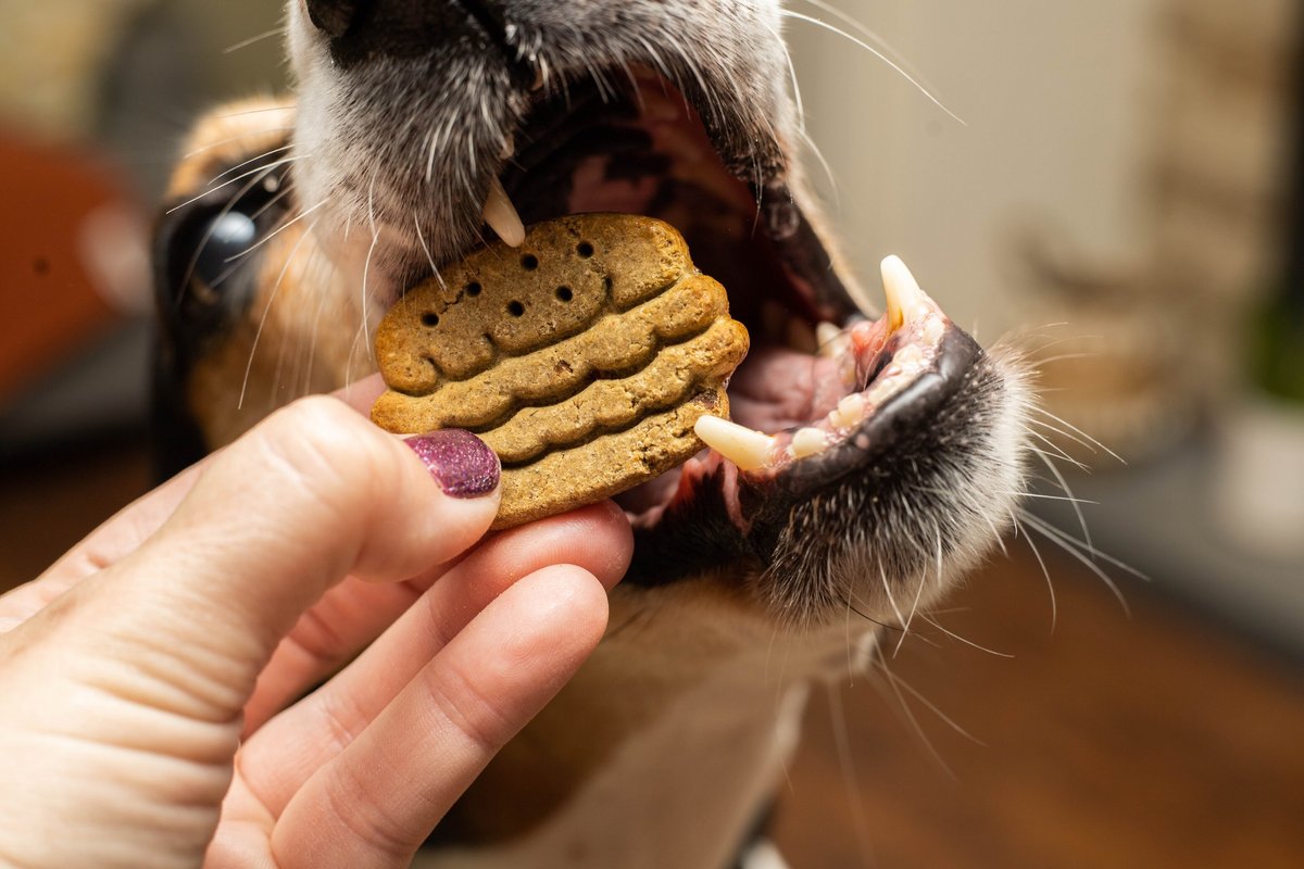 Exclusively Dog Plant-Based Burger Dog Treats， 16-lb box