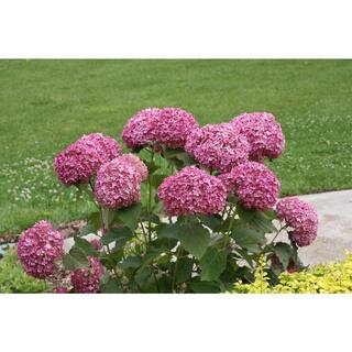 PROVEN WINNERS 4.5 in. Qt. Invincibelle Mini Mauvette Smooth Hydrangea (Hydrangea arborescens) Live Shrub Pink Flowers HYDPRC1167800