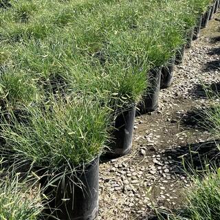 Alder  Oak #5 Container Blonde Ambition Blue Grama Ornamental Grass (2-Pack) BOBL05