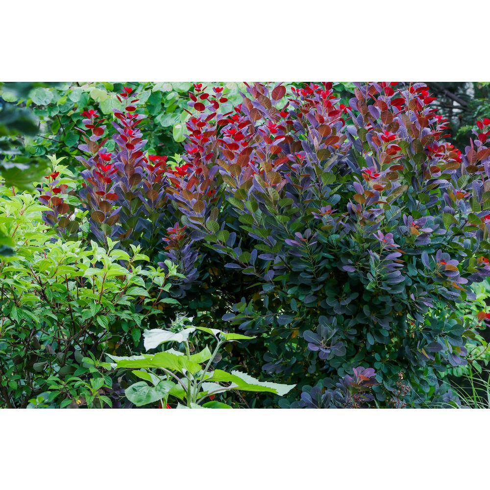 Online Orchards 1 Gal. Royal Purple Smokebush Shrub Colorful Plumes Rising Out of Foliage Provide a Rare and Dramatic Smokey Effect SBSB001