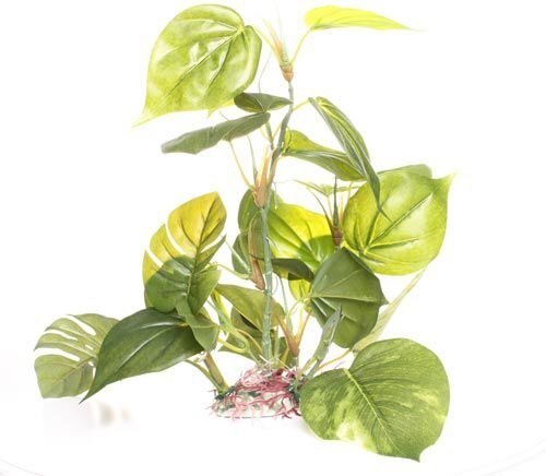 Underwater Treasures Jade Pothos Fish Plant