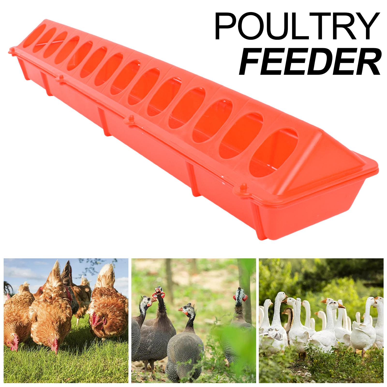 Top Poultry Feeder Birds Feeding Trough for Livestock Pigeon Cockatiels